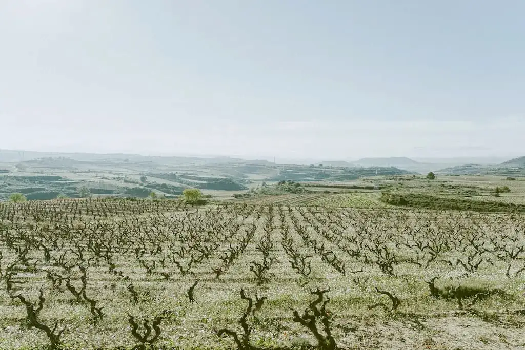 Viñedo