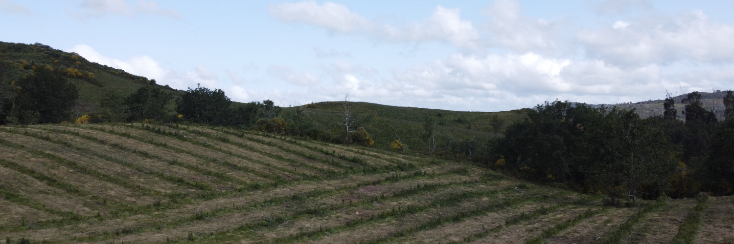 Imagen de un bosque en plena reforestación para luchar contra el problema de la deforestación del ecosistema.