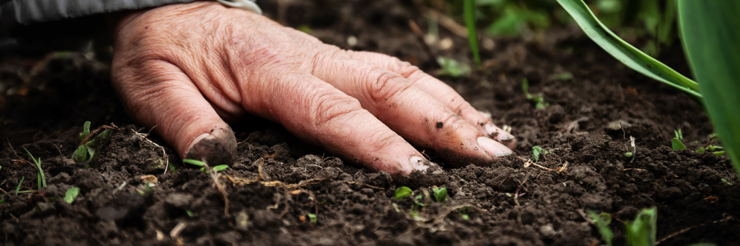 Image of a person reforesting a wood.