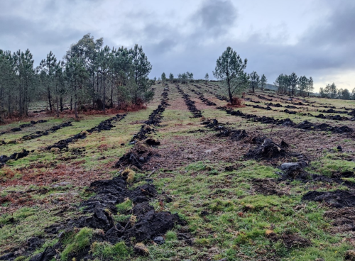 Imagen de la reforestación de CO2 Revolution y Banco Sabadell