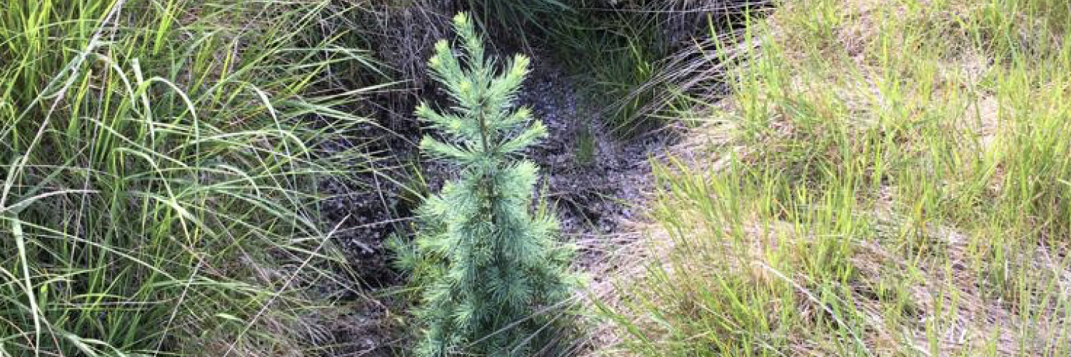 Imagen de una acción de sostenibilidad económica de Banco Sabadell, la reforestación de un bosque.